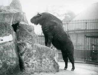 Un takin, noto anche come camoscio bovino o capra gnu, in piedi con le zampe anteriori su una roccia, Zoo di Londra
