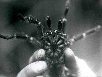 Un tarantola tenuta in alto per mostrare i suoi denti da sotto, Zoo di Londra, ottobre 1925