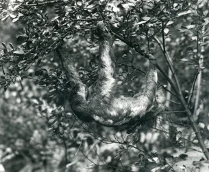 Un bradipo tridattilo appeso a un ramo frondoso allo Zoo di Londra, agosto 1920