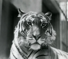 Una tigre allo Zoo di Londra nel luglio 1924