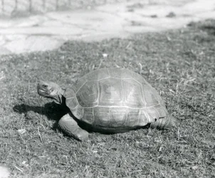 Una tartaruga sull