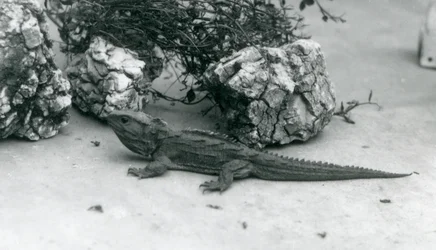 Un tuatara allo zoo di Londra nel 1927