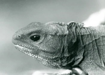 Un tuatara allo Zoo di Londra nel 1928