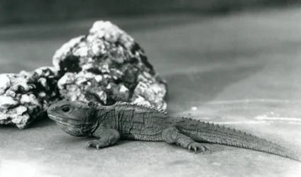 Un tuatara, sdraiato davanti a una roccia, allo Zoo di Londra nel 1928