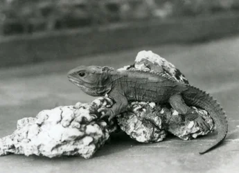 Un tuatara sdraiato su una roccia allo Zoo di Londra nel 1929