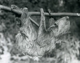 Un bradipo didattilo appeso a un ramo tagliato, Zoo di Londra, 1927