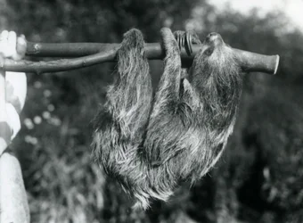 Bradipo didattilo appeso a un ramo tagliato, tenuto da un custode, Zoo di Londra, 1925