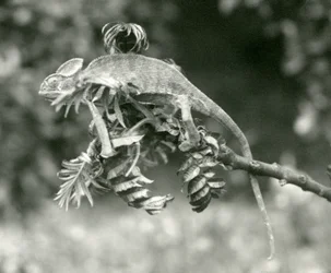 Un camaleonte velato o dello Yemen alla fine di un ramo frondoso allo Zoo di Londra, giugno 1924