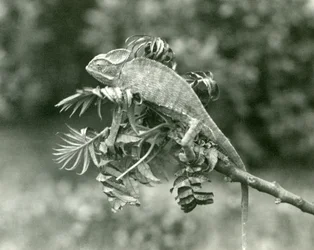 Un camaleonte velato o dello Yemen alla fine di un ramo frondoso allo Zoo di Londra, giugno 1924