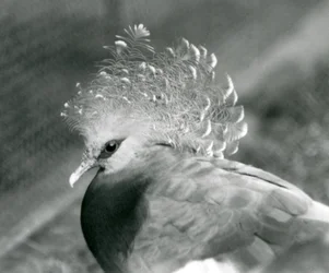 Un piccione incoronato Victoria allo zoo di Londra nel settembre 1927