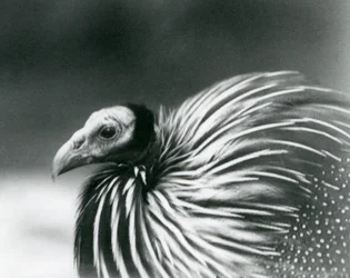 Un faraone vulturino allo Zoo di Londra nel 1927