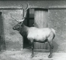 Un wapiti alce maschio nel suo recinto allo Zoo di Londra, settembre 1927