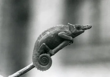 Un camaleonte a due corna di Usambara occidentale, Zoo di Londra, 1927