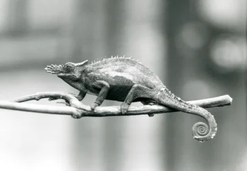 Un camaleonte a due corna di Usambara occidentale, Zoo di Londra, 1927