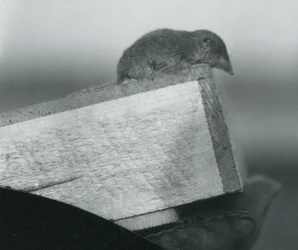 Un toporagno dai denti bianchi che guarda oltre il bordo di una scatola di legno, tenuto dalla mano guantata di un custode, Zoo di Londra, aprile 1917
