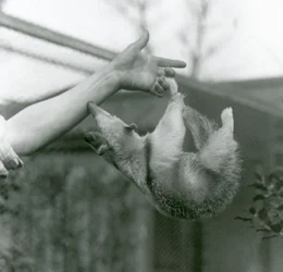 Un giovane tamandua settentrionale si aggrappa alle dita del guardiano con la coda prensile mentre cerca di afferrargli il braccio, zoo di Londra, aprile 1925