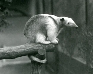 Un giovane tamandua settentrionale seduto all