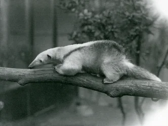Un giovane tamandua collare che cammina lungo un ramo allo zoo di Londra, 24 aprile 1925