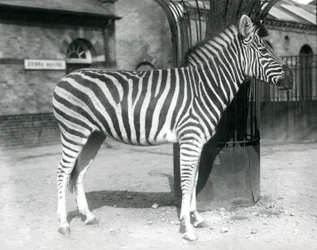 Una zebra nel recinto fuori dalla Casa delle Zebre allo Zoo di Londra nel 1925 (foto in bianco e nero)