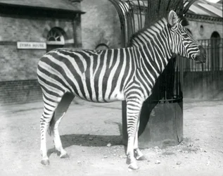 Una Zebra nel recinto fuori dalla Casa delle Zebre allo Zoo di Londra nel 1925