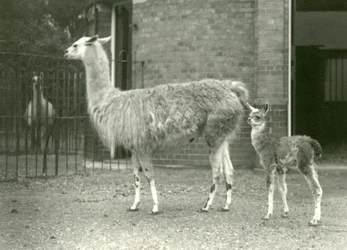 Un cucciolo di lama con sua madre allo Zoo di Londra, 1927