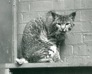 Una lince rossa che guarda giù da una sporgenza nella sua recinzione, Zoo di Londra, marzo 1925