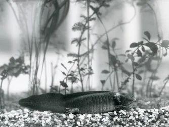 Un Axolotl nero/Salamandra Messicana che riposa sulla ghiaia sul fondo di un serbatoio al London Zoo nel 1928