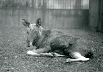 Un alce maschio con cicatrici di corna appena cadute, sdraiato allo Zoo di Londra, gennaio 1926