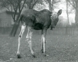 Un alce maschio con ferite di corna appena cadute, in piedi allo Zoo di Londra, gennaio 1926