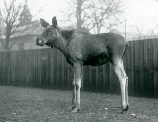 Un alce maschio con ferite di corna appena cadute, in piedi allo Zoo di Londra, gennaio 1926
