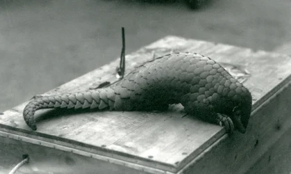 Un pangolino cinese in pericolo critico che guarda oltre il bordo della cassa di legno su cui è seduto, Zoo di Londra, luglio 1925