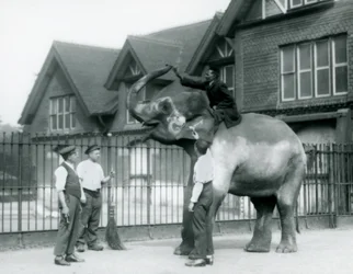 Un elefante indiano decorato, con tre guardiani e un addestratore, fuori dalla Casa degli Elefanti allo Zoo di Londra nel 1927