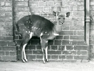 Una femmina di bushbuck del Capo che sta contro un muro allo Zoo di Londra, ottobre 1927
