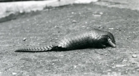 Un pangolino cinese femmina allo zoo di Londra nell