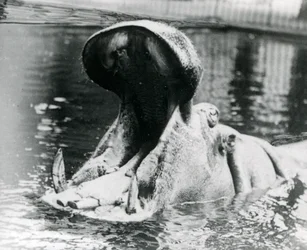 Una femmina di ippopotamo, 