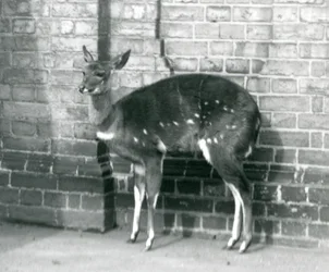 Una femmina di imbabala o bushbuck del Capo contro un muro allo Zoo di Londra, 6 ottobre 1927