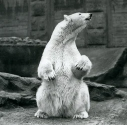 Una femmina di orso polare seduta sui suoi quarti posteriori sulle terrazze Mappin allo Zoo di Londra nel settembre 1928