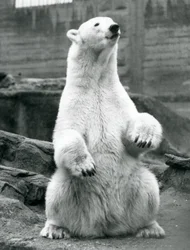 Una femmina di orso polare seduta sui suoi quarti posteriori sulle terrazze Mappin allo Zoo di Londra nel settembre 1928