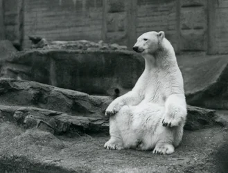 Una femmina di orso polare seduta sui suoi quarti posteriori sulle terrazze Mappin allo Zoo di Londra nel settembre 1928