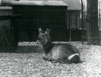 Una femmina di kobus ellipsiprymnus nel suo recinto al London Zoo, giugno 1924