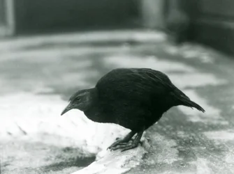 Un weka senza volo allo Zoo di Londra nel 1927