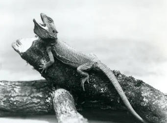 Un drago barbuto che si aggrappa a un tronco, Zoo di Londra, agosto 1928