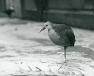 Un rallo dal collo grigio o rallo dal cappuccio grigio (Aramides cajaneus) in piedi su una gamba allo zoo di Londra nel settembre 1927