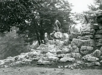Un gruppo di cinque marabù in piedi sulle rocce nel recinto delle antilopi dello zoo di Londra nel 1928
