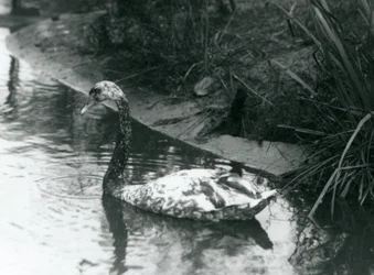 Un cigno ibrido, Muto x Nero, che nuota in uno stagno allo zoo di Londra nel 1927