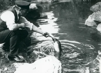 Un custode che dà da mangiare a un giovane foca incappucciata nella sua piscina allo zoo di Londra, giugno 1914