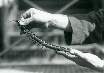 Un custode che tiene in mano un millepiedi gigante, Zoo di Londra, 1927