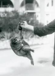 Un kinkajou sospeso dal dito di un custode per la sua coda prensile, Zoo di Londra, settembre 1925