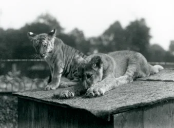 Un cucciolo di leone e un cucciolo di tigre seduti insieme sul tetto della loro tana, Zoo di Londra, settembre 1925
