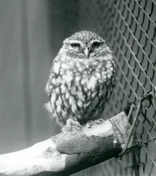 Un piccolo gufo seduto su un ramo accanto alla rete metallica del suo recinto, Zoo di Londra, novembre 1925